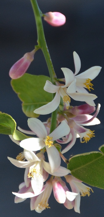 spring blossoms